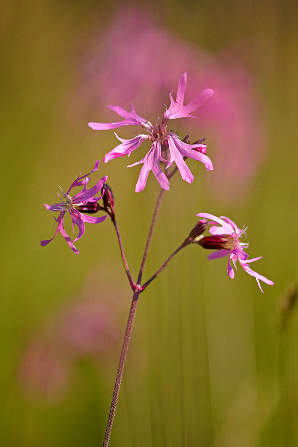Kuckucks-Lichtnelke (Lychnis flos-cuculi)