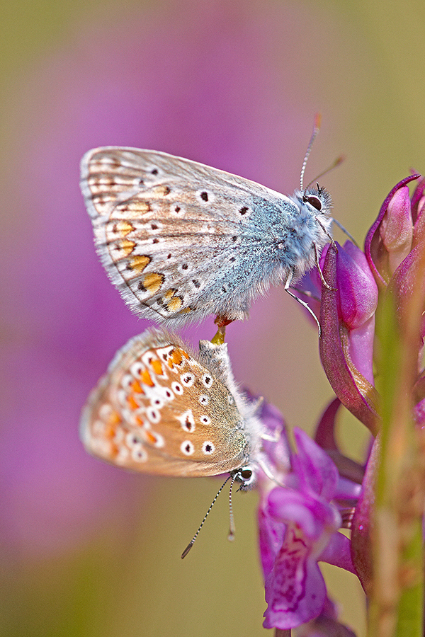 Hauhechel-BlÃ¤uling (Polyommatus icarus)