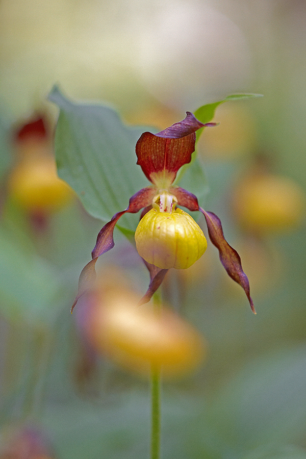 Gelber Frauenschuh (Cypripedium calceolus)