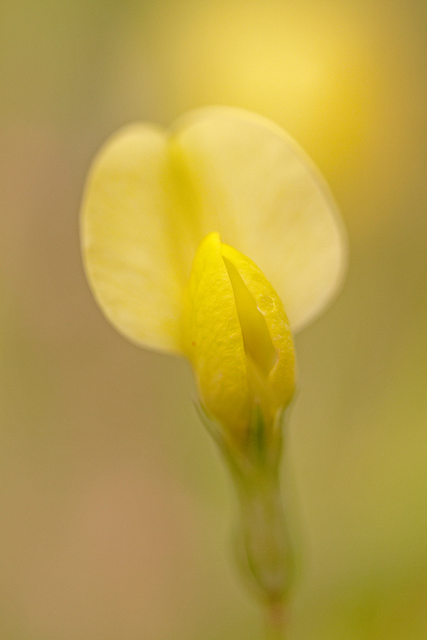 Platterbse (Lathyrus)
