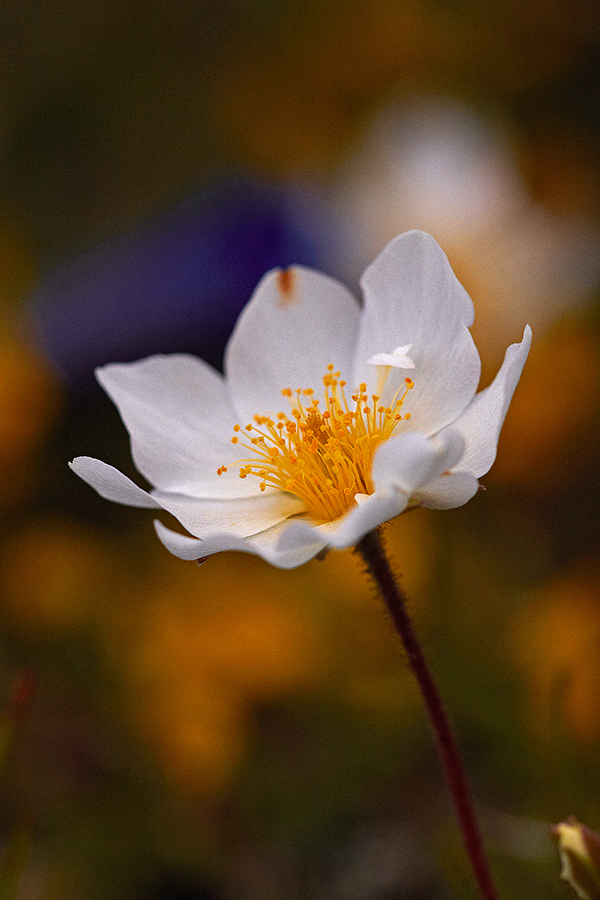 WeiÃŸe Silberwurz (Dryas octopetala)
