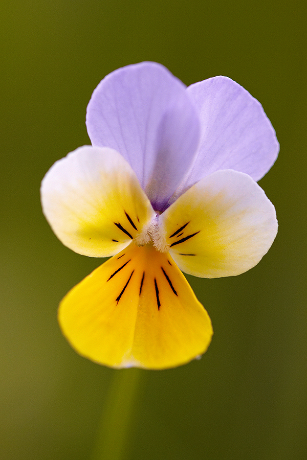 Wildes StiefmÃ¼tterchen (Viola tricolor)