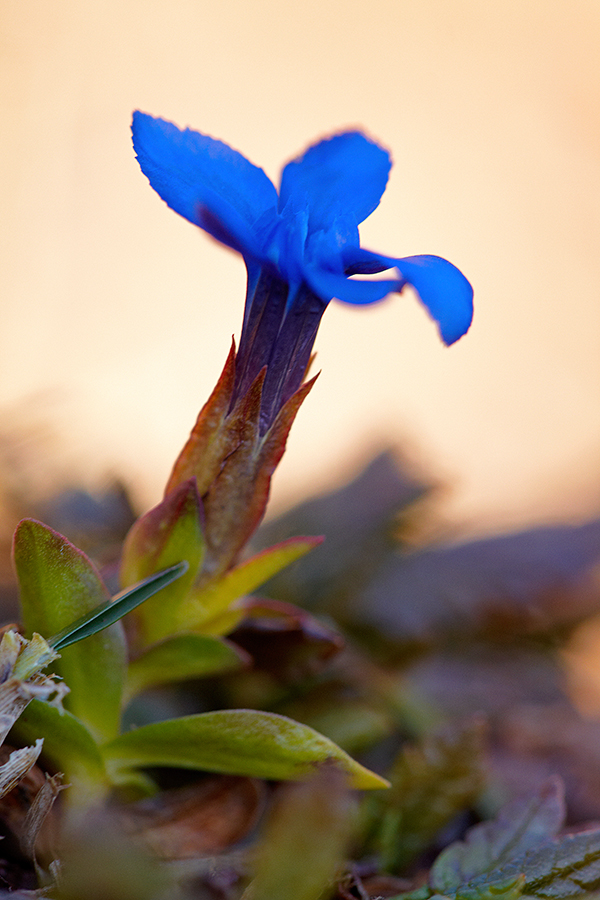 Bayerischer Enzian (Gentiana bavarica)