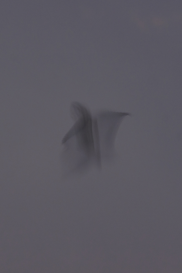 Turmfalke