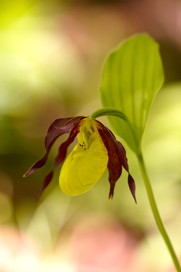 Gelber Frauenschuh (Cypripedium calceolus)