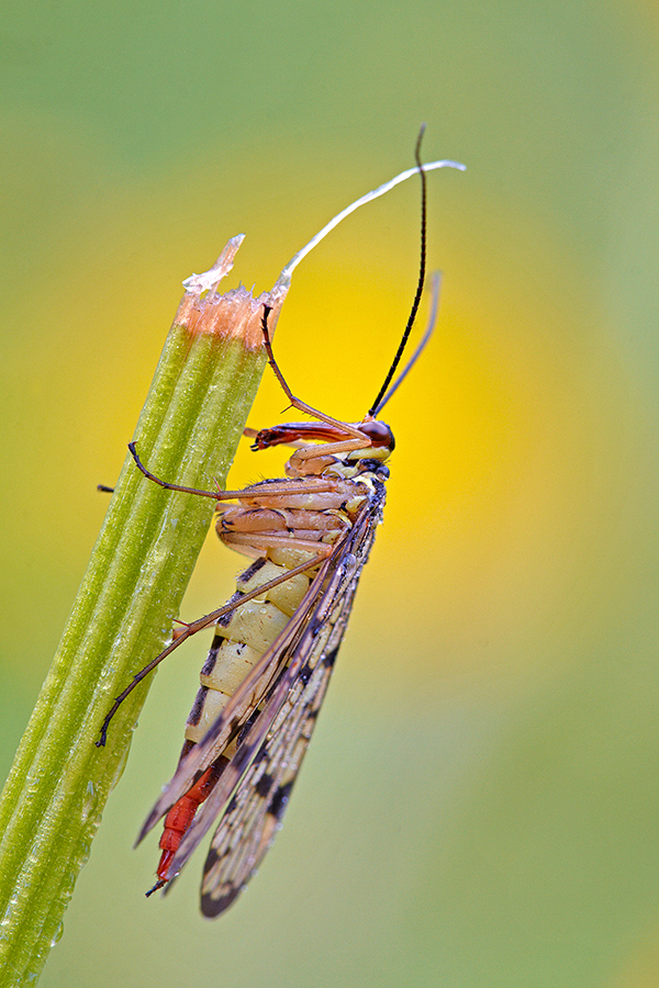 Deutsche Skorpionsfliege (Panorpa germanica) 