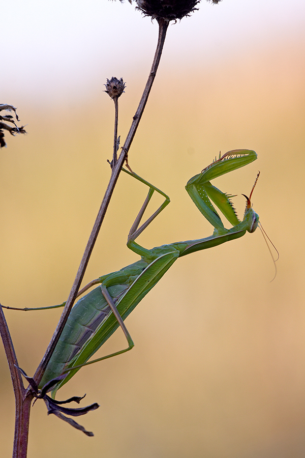 EuropÃ¤ische Gottesanbeterin (Mantis religiosa), Weibchen