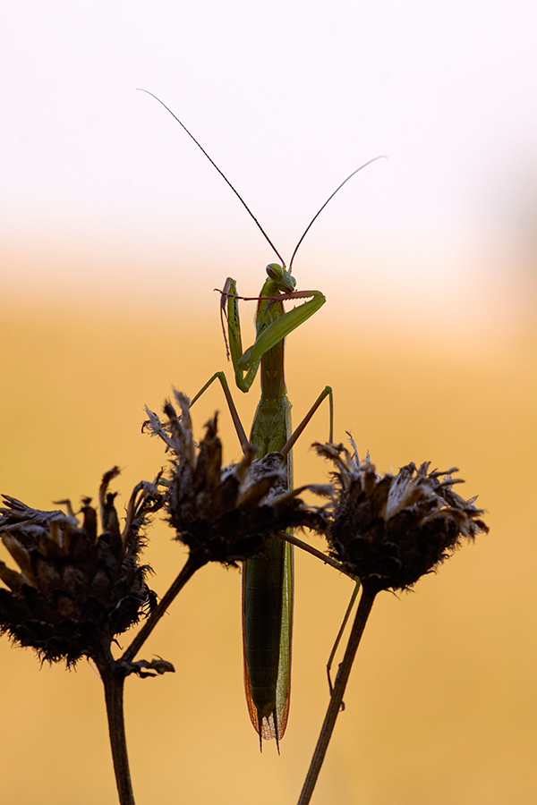 EuropÃ¤ische Gottesanbeterin (Mantis religiosa), MÃ¤nnchen