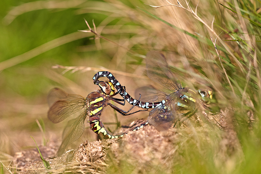 BlaugrÃ¼ne Mosaikjungfer (Aeshna cyanea)