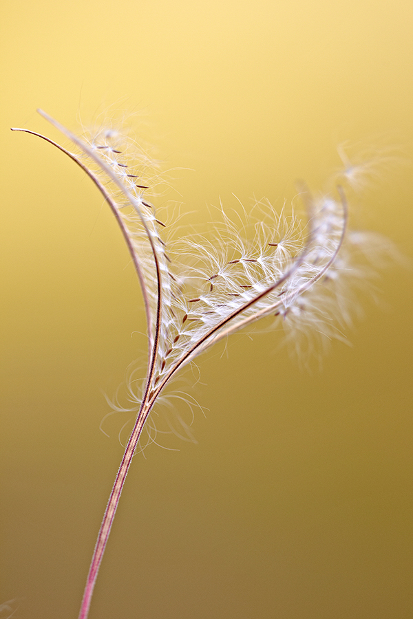 Samen