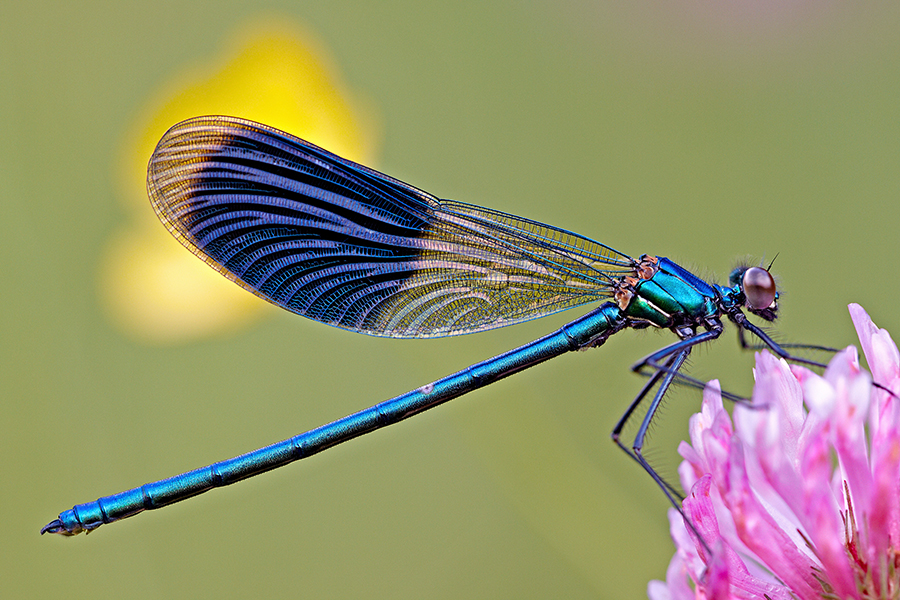 GebÃ¤nderte Prachtlibelle (Calopteryx splendens)
