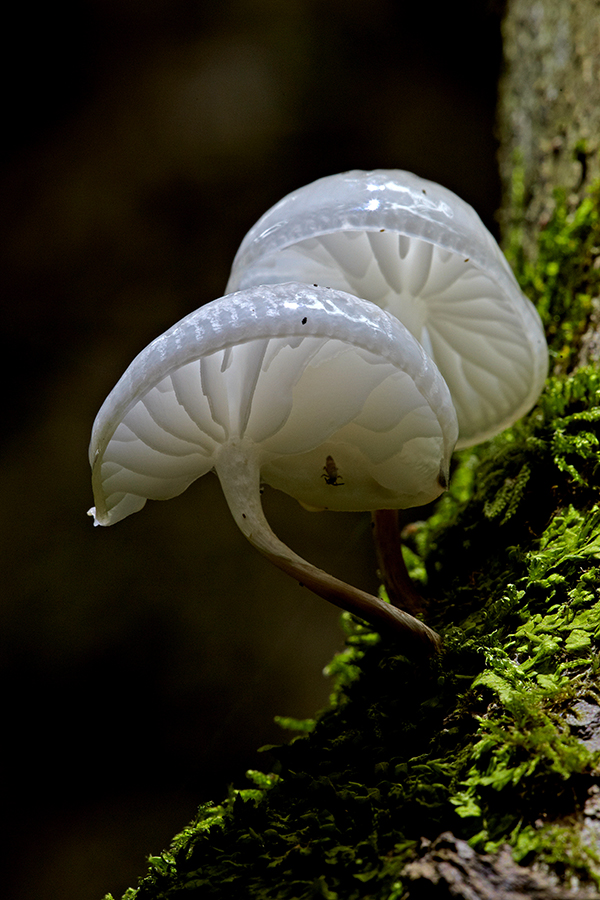 BuchenschleimrÃ¼bling (Oudemansiella mucida)