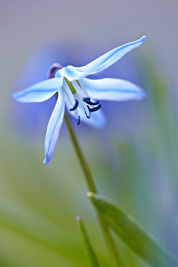 ZweiblÃ¤ttriger Blaustern (Scilla bifolia)