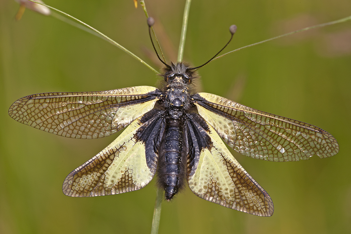 Libellen-Schmetterlingshaft (Libelloides coccajus)