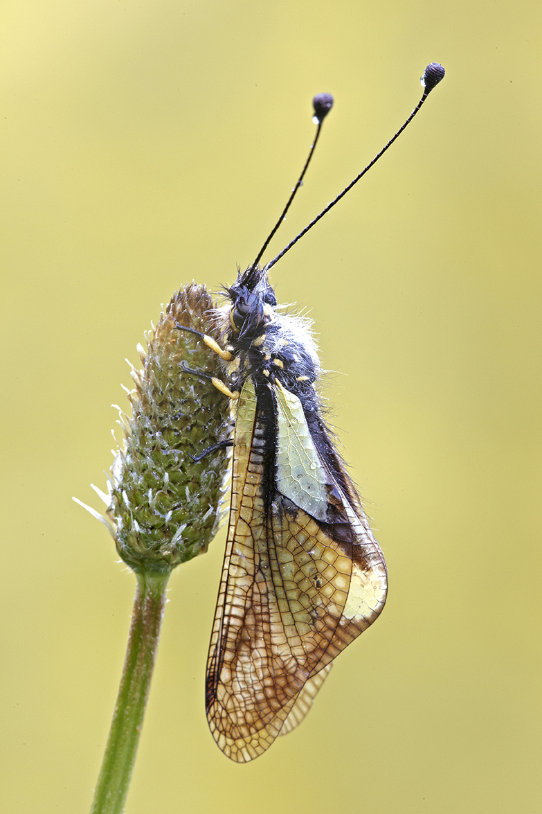 Libellen-Schmetterlingshaft (Libelloides coccajus)