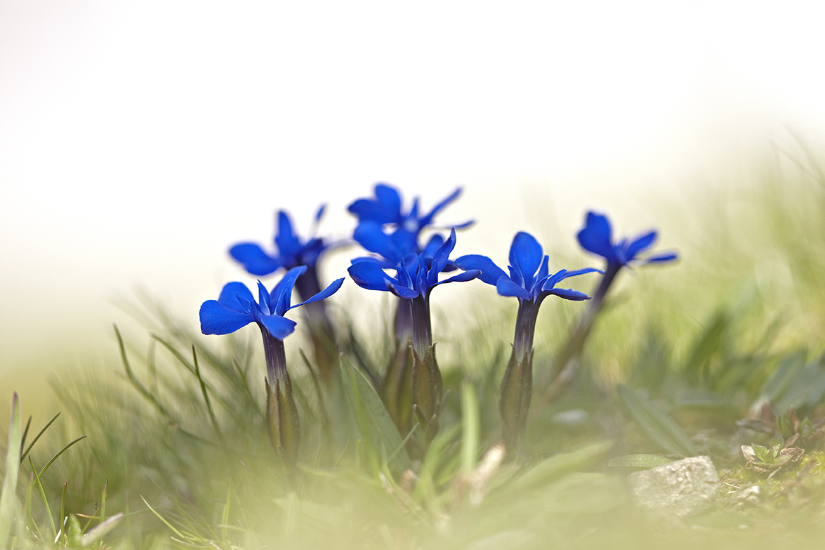 FrÃ¼hlings-Enzian (Gentiana verna)
