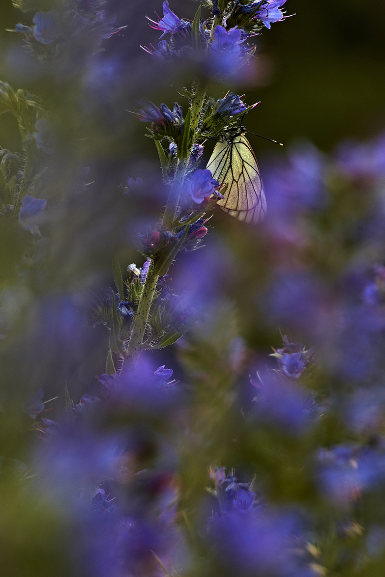 Baum-WeiÃŸling (Aporia crataegi)