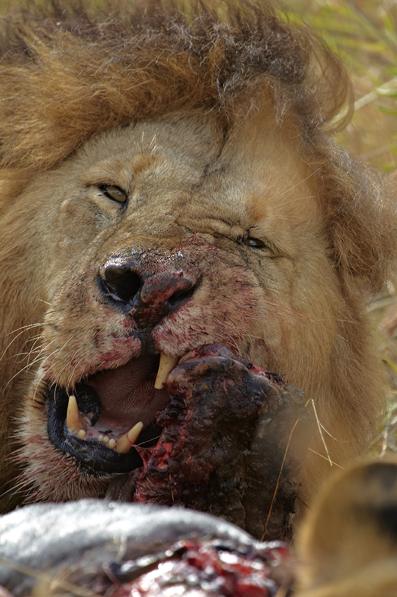 LÃ¶we (Panthera leo)