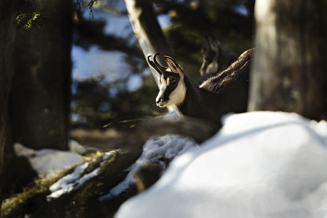 GÃ¤mse (Rupicapra rupicapra)