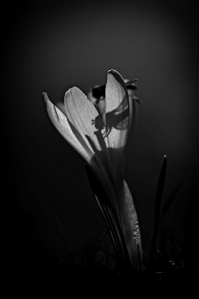 FrÃ¼hlings-Krokus (Crocus vernus) mit Schwebfliege