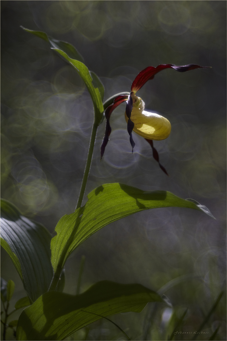 Gelber Frauenschuh (Cypripedium calceolus)