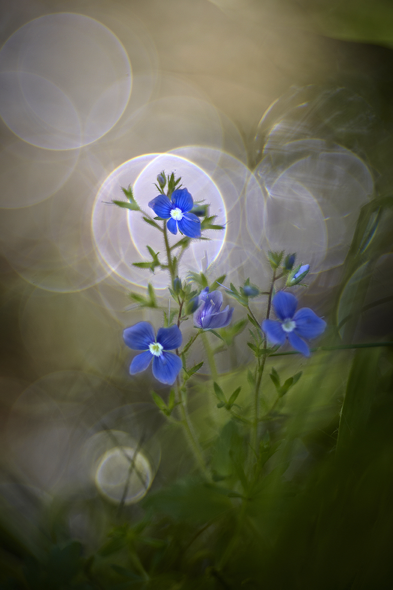 Gamander-Ehrenpreis (Veronica chamaedrys),