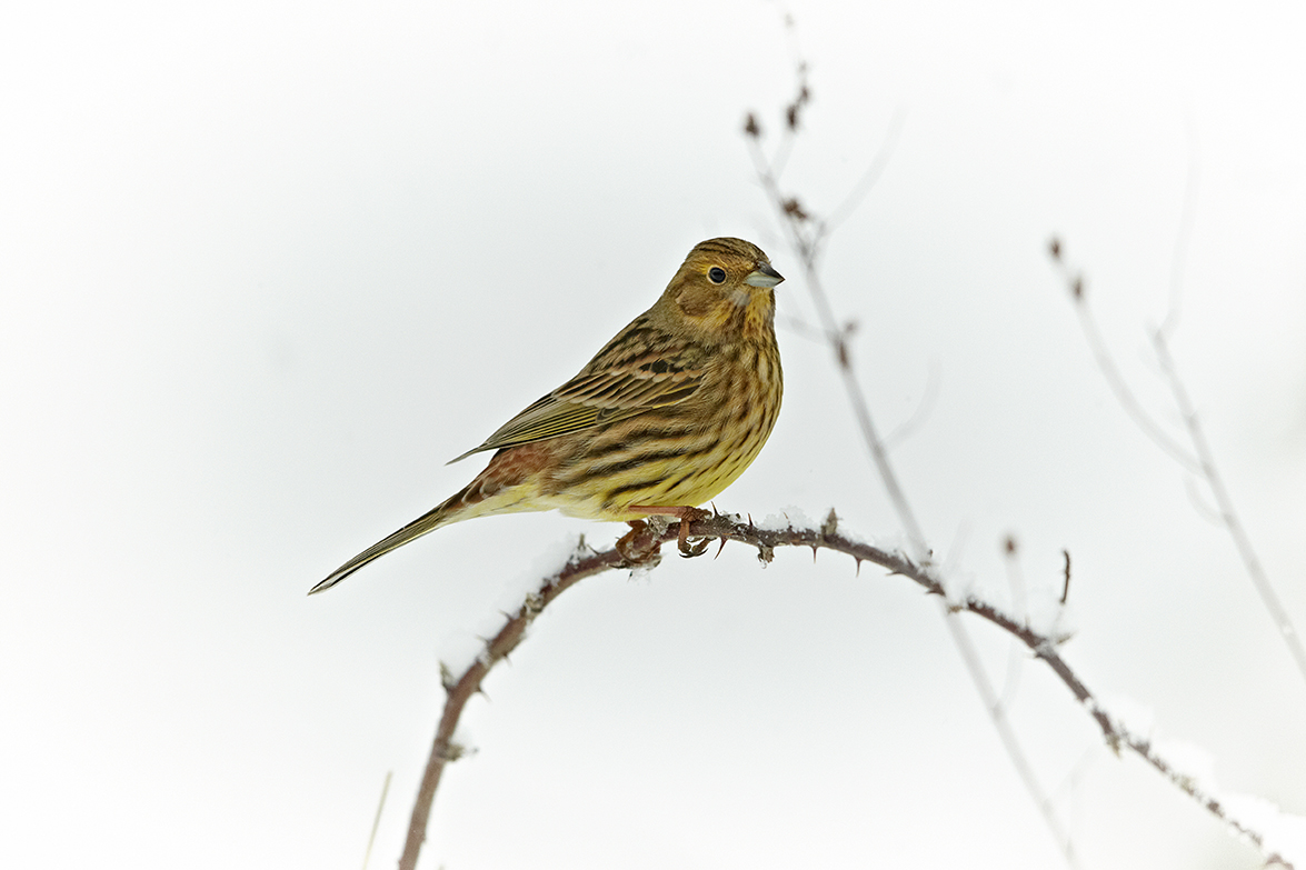 Goldammer (Emberiza citrinella)