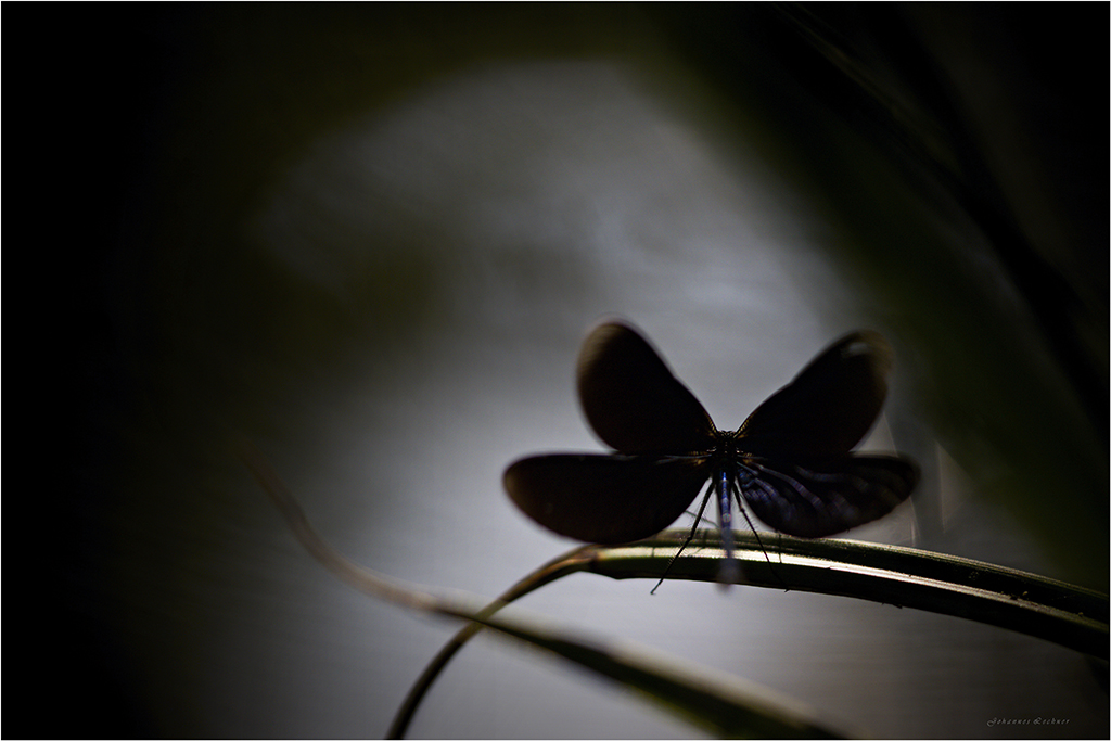 BlauflÃ¼gel-Prachtlibelle (Calopteryx virgo)