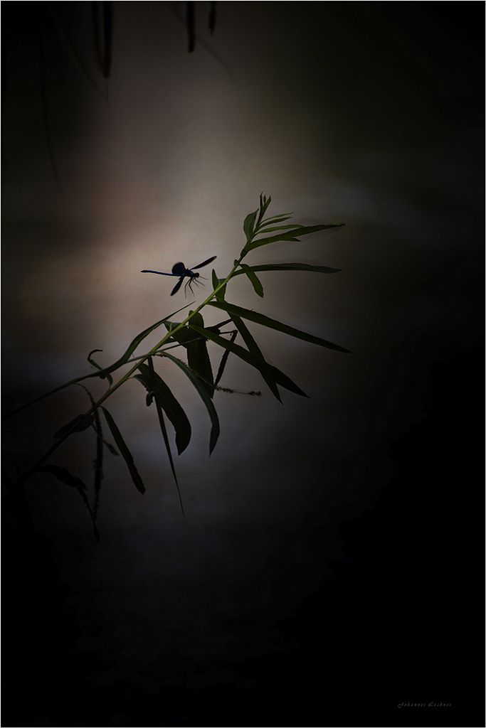 BlauflÃ¼gel-Prachtlibelle (Calopteryx virgo)