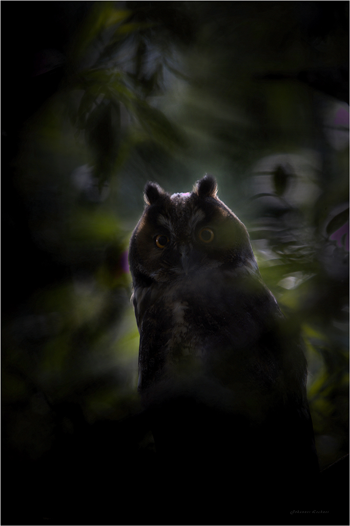 Waldohreule (Asio otus) 