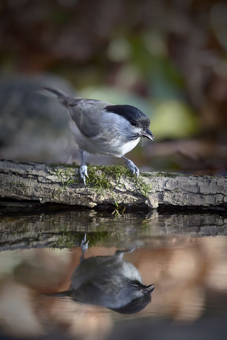 Sumpfmeise (Poecile palustris)