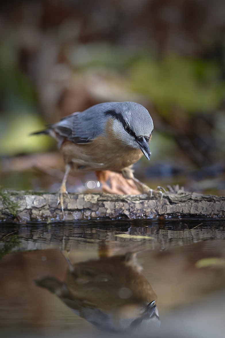 Kleiber (Sitta europaea)