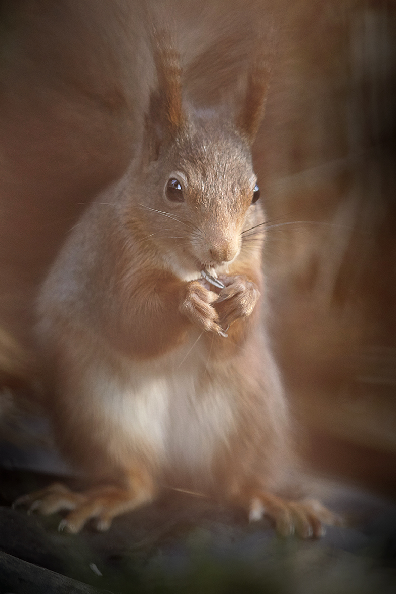EichhÃ¶rnchen (Sciurus vulgaris)