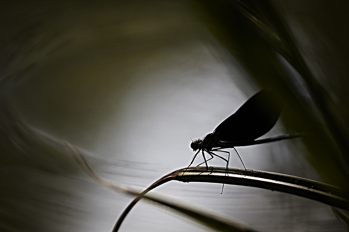 BlauflÃ¼gel-Prachtlibelle (Calopteryx virgo)
