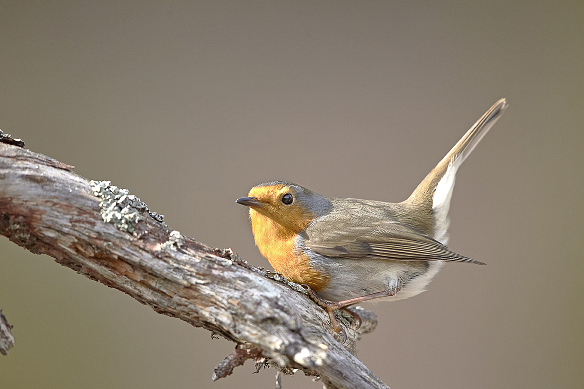 Rotkehlchen (Erithacus rubecula)