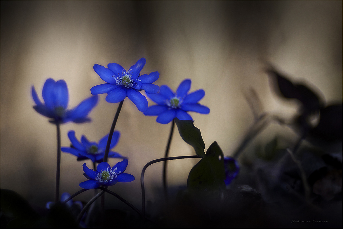 LeberblÃ¼mchen (Hepatica nobilis)