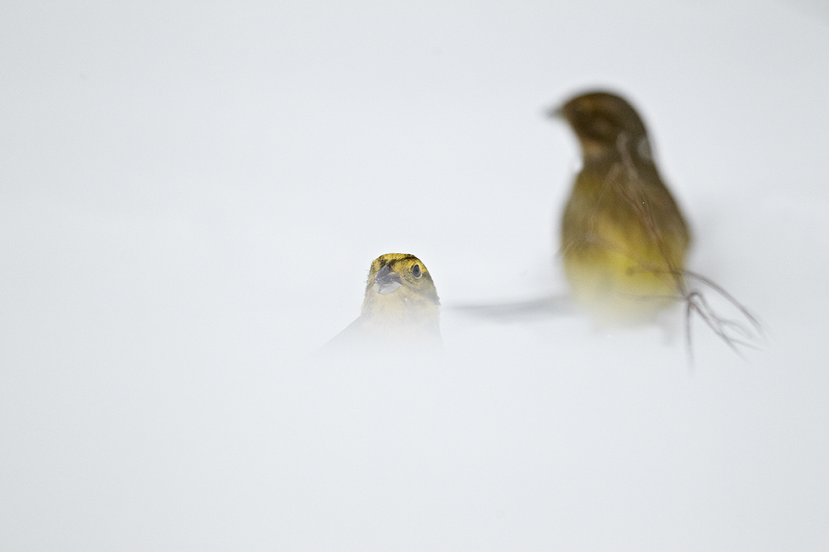 Goldammer (Emberiza citrinella)