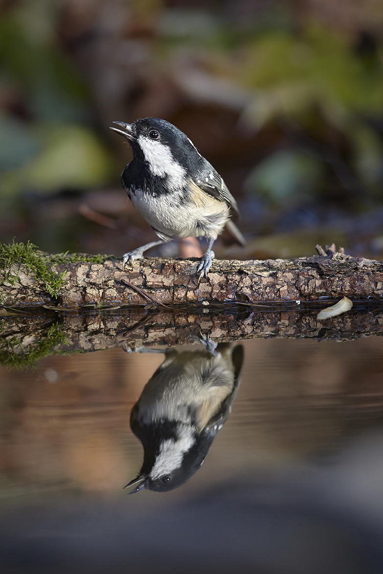 Tannenmeise (Parus ater)
