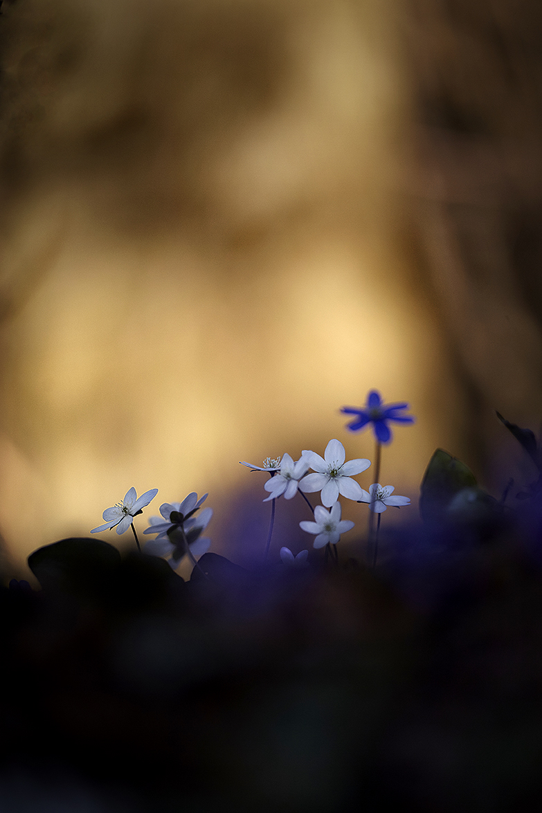 LeberblÃ¼mchen (Hepatica nobilis)