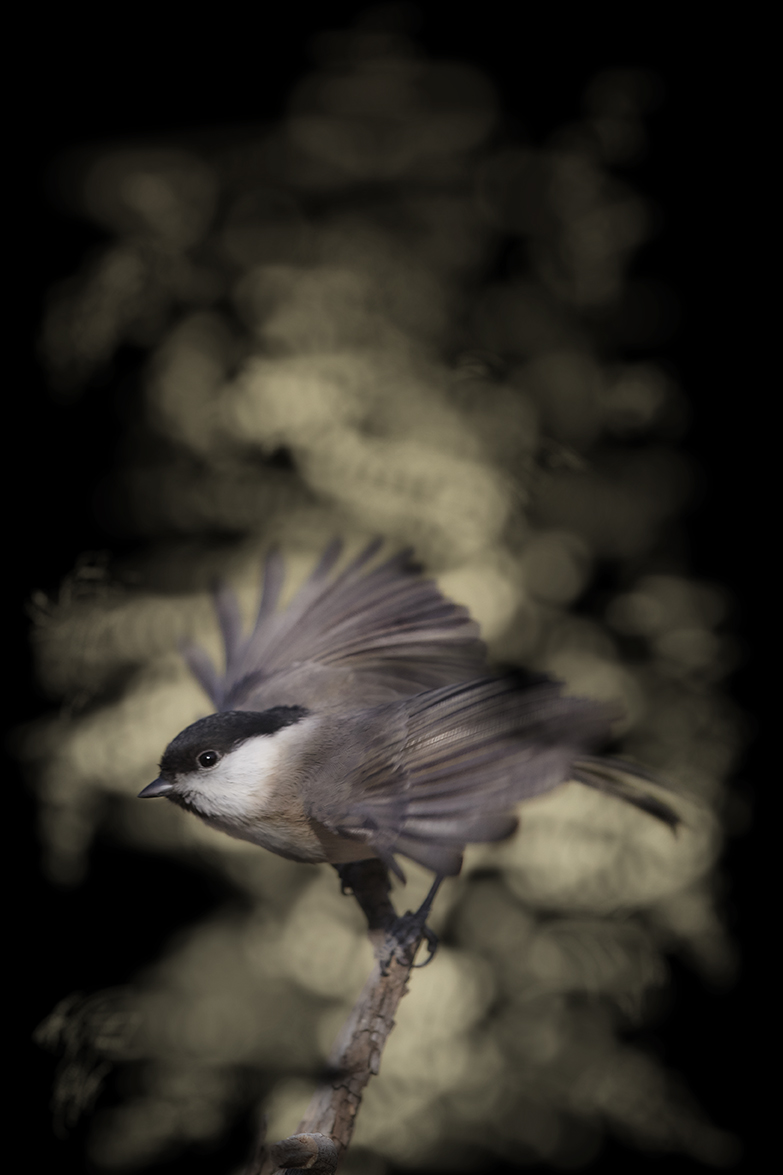 Sumpfmeise (Poecile palustris)