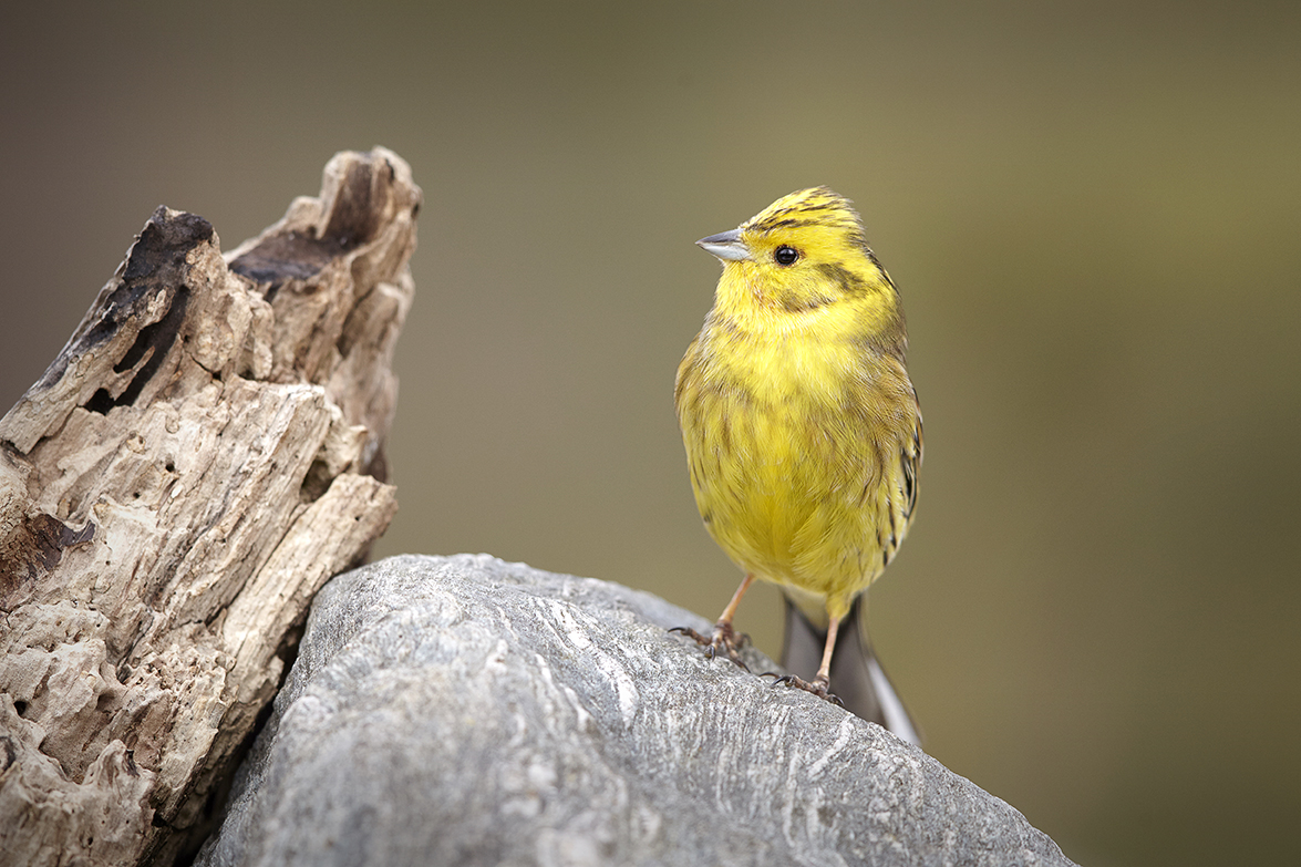 Goldammer (Emberiza citrinella)