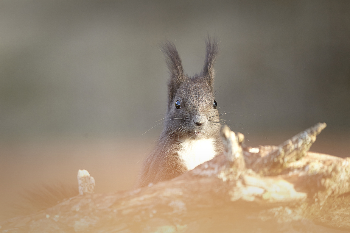 EichhÃ¶rnchen (Sciurus vulgaris)