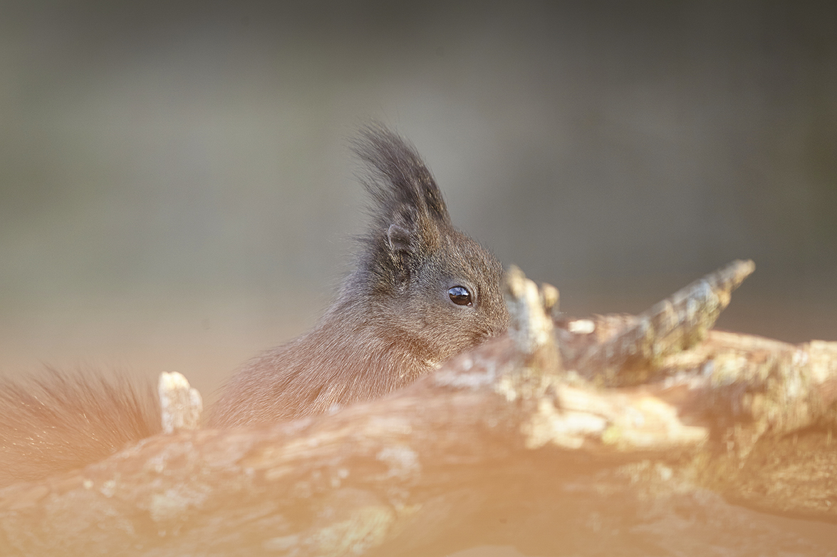 EichhÃ¶rnchen (Sciurus vulgaris)