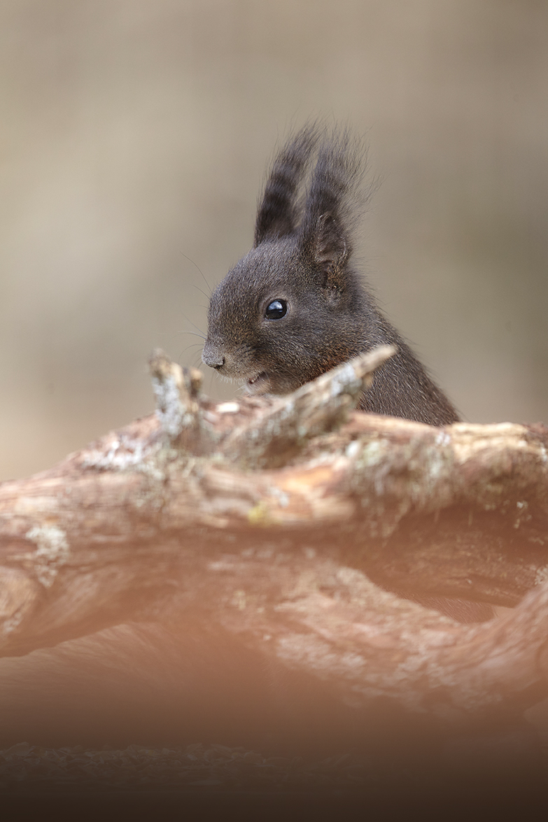 EichhÃ¶rnchen (Sciurus vulgaris)
