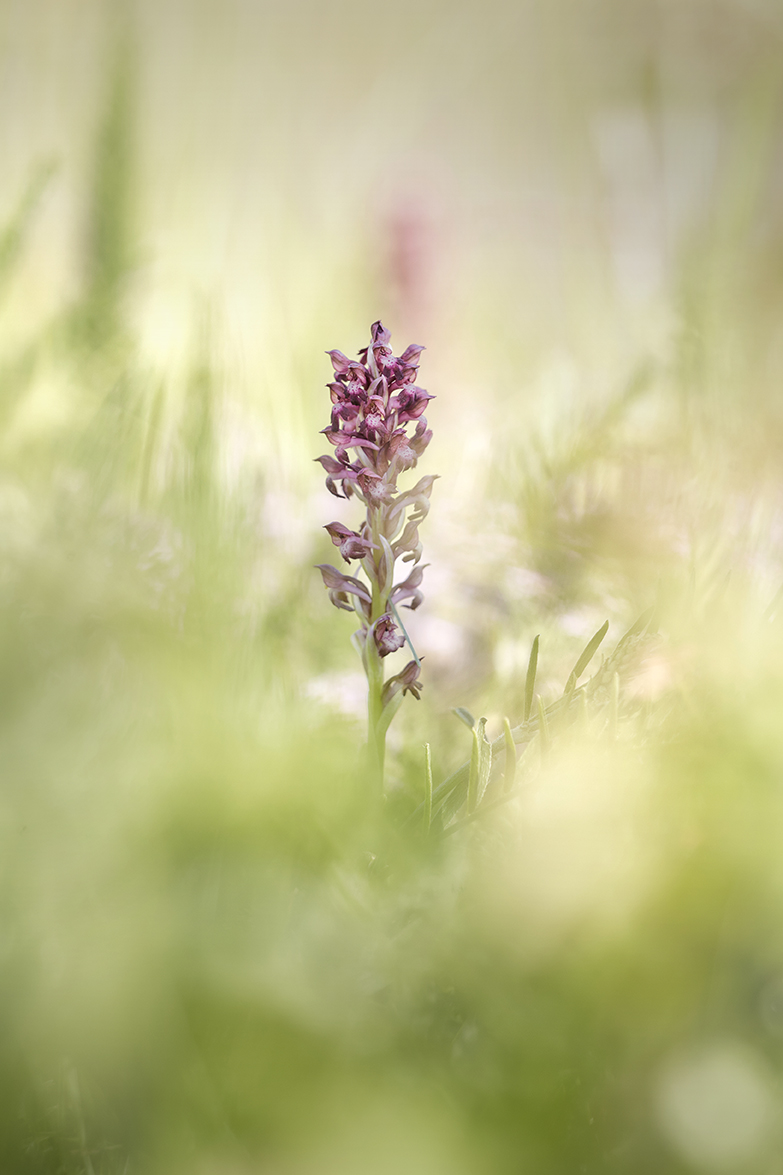 Wanzen-Knabenkraut (Anacamptis coriophora)