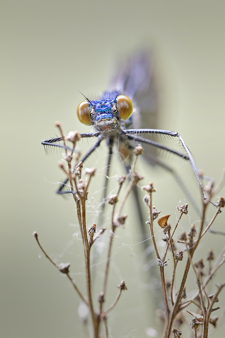 BlauflÃ¼gel-Prachtlibelle (Calopteryx virgo)