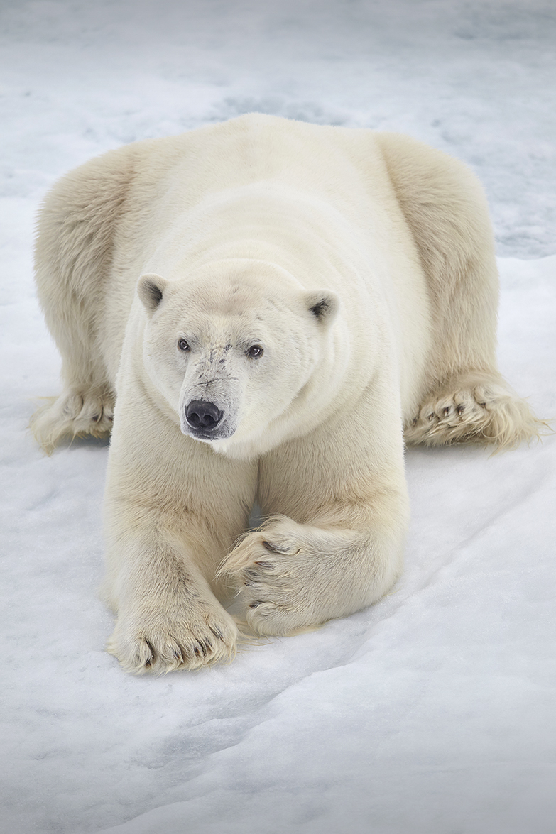 EisbÃ¤r (Ursus maritimus)