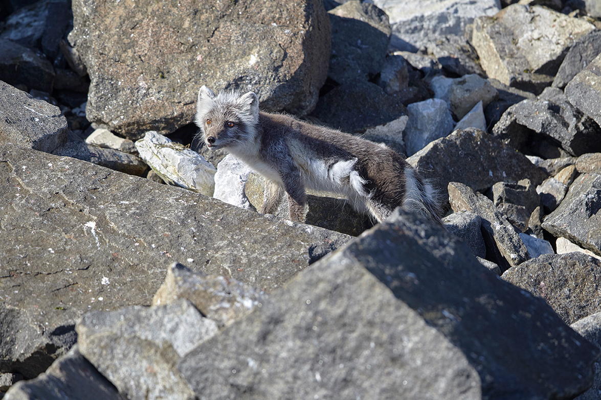 Polarfuchs oder Eisfuchs (Vulpes lagopus)