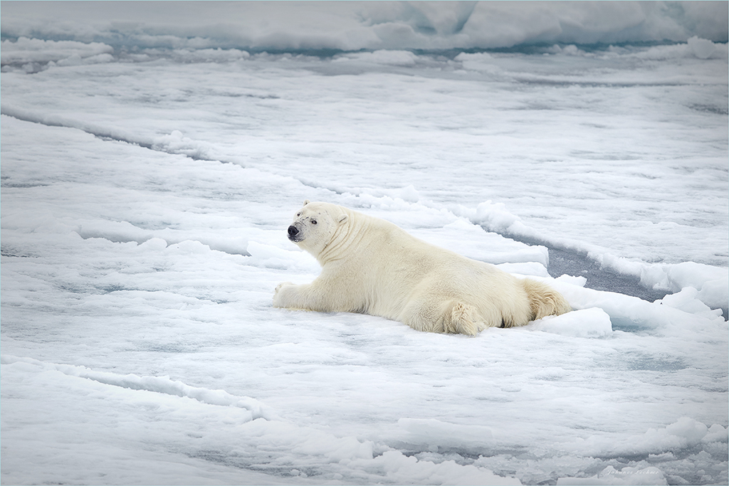 EisbÃ¤r (Ursus maritimus)