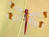 GebÃ¤nderte Heidelibelle (Sympetrum pedemontanum)